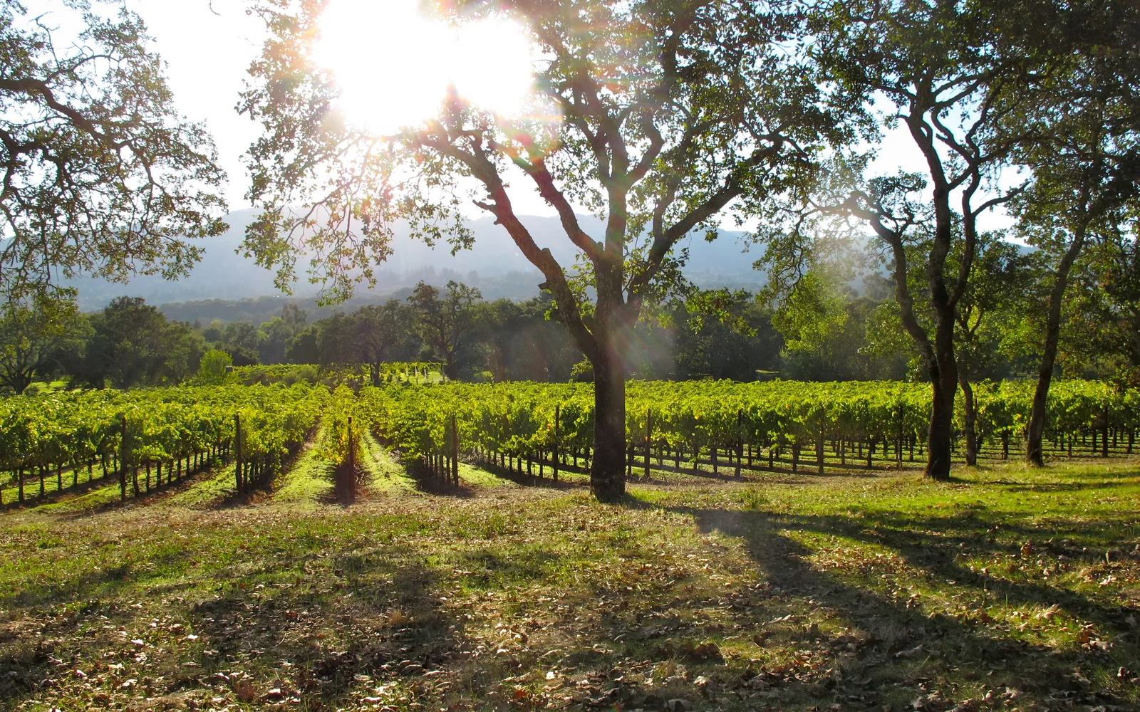 Rows of grapevines on a sunny hillside at B.R. Cohn Vineyards in Sonoma County, California